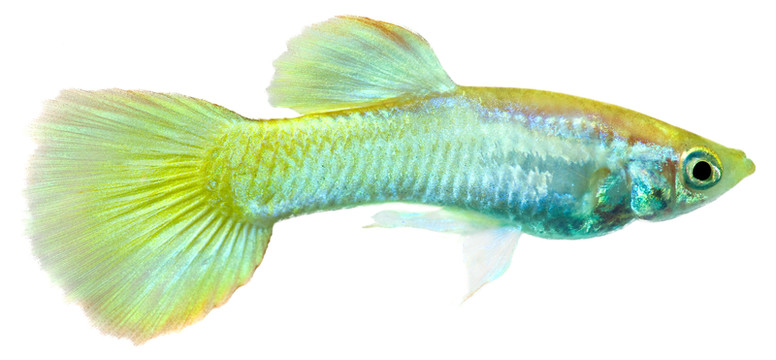 藍(lán)色