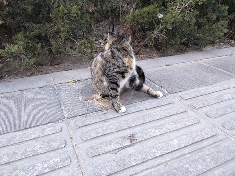 貓咪 貓 流浪貓 自由貓
