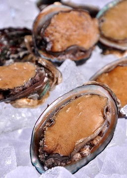 鮑魚