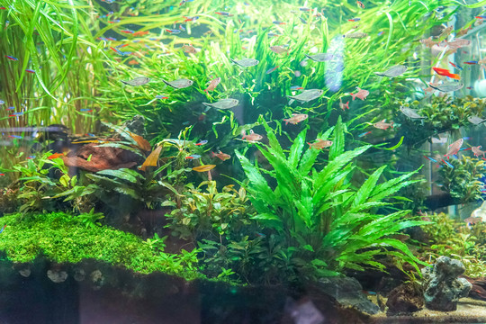 金魚缸背景 水族箱造景