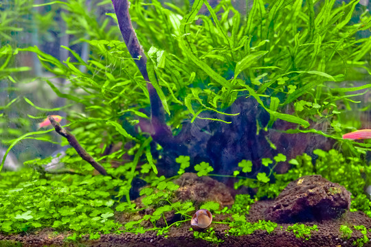 金魚缸背景 水族箱造景