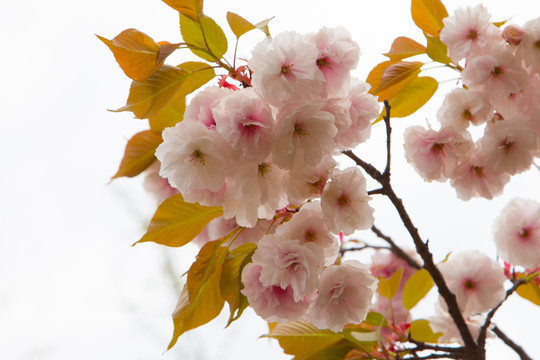 櫻花