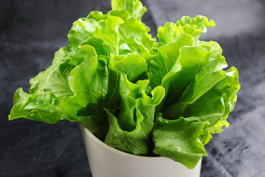 生菜