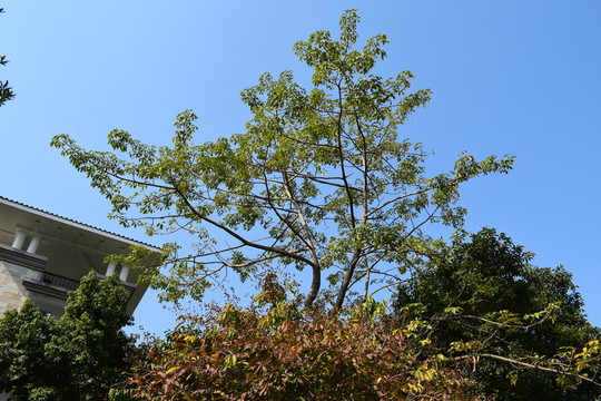 伸出樹(shù)叢的樹(shù)枝