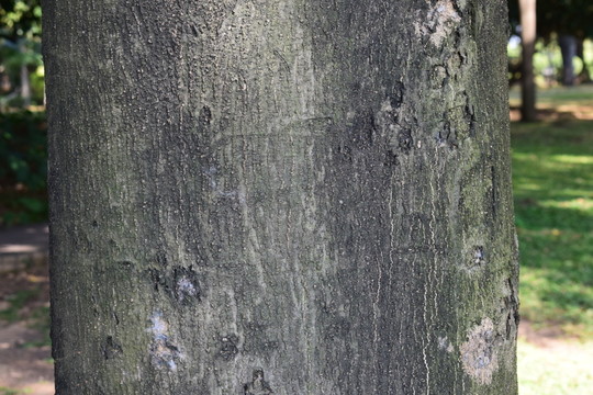 樹(shù)木木紋殘缺蟲(chóng)洞