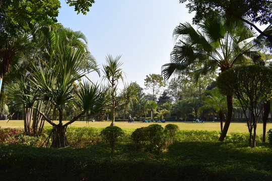 園林景觀綠化草皮草地供游客休息