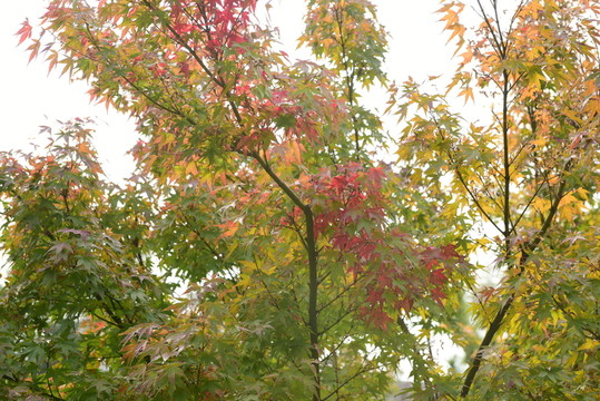 公園秋色小路