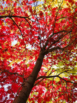紅楓樹素材