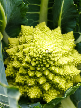 寶塔花菜特寫