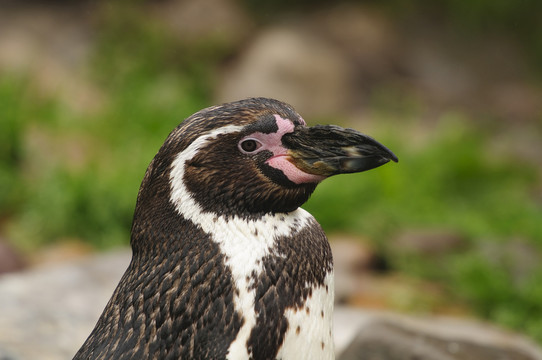 動物