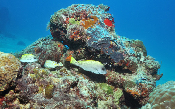 黑色圓點(diǎn)sweetlips