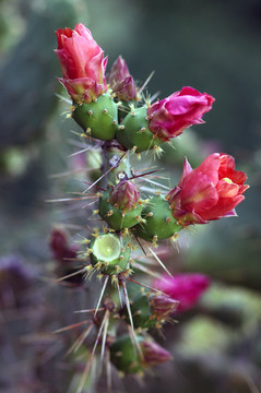 仙人掌bergeriana
