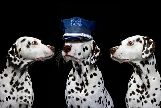 警犬
