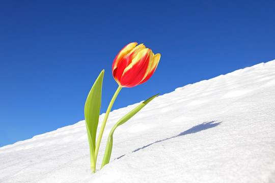 郁金香在雪地里