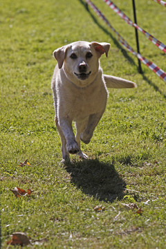 在一場狗比賽中的獵犬