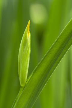 百合花