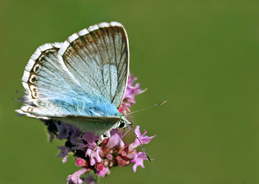 馬郁蘭polyommatus coridon
