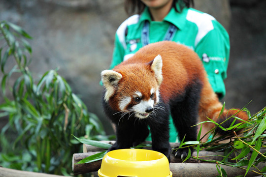 葉子