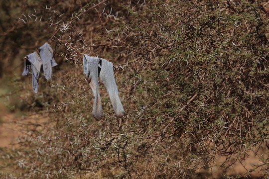 在撒哈拉沙漠