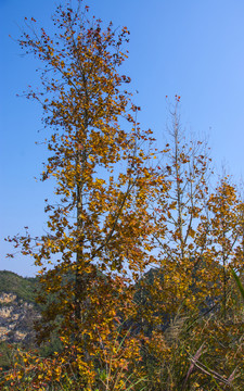 楓樹(shù)
