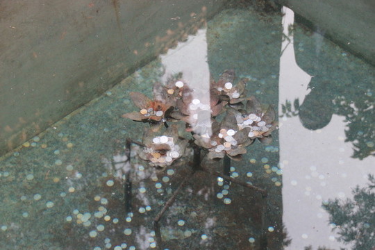蓮花池