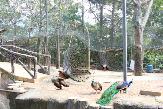 動物園攝影
