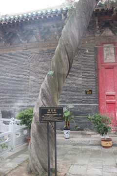 古樹
