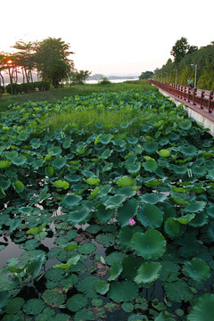 惠州東江公園荷葉