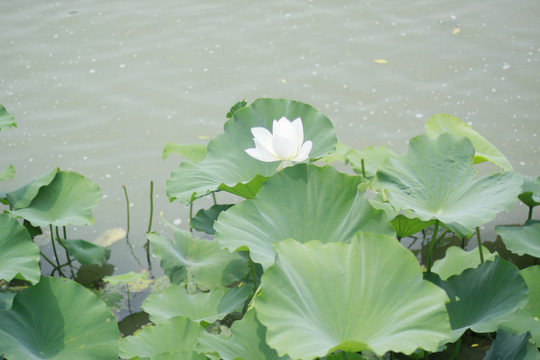 荷葉5