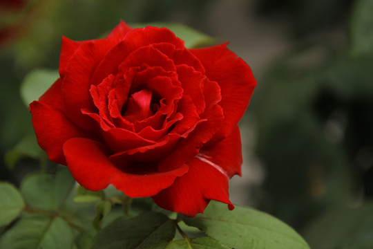 花1