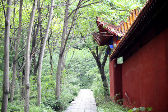 樹林古寺紅墻