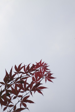 葉1