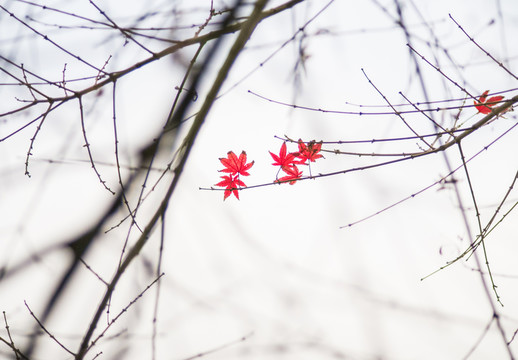 紅楓葉