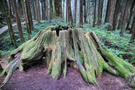 阿里山