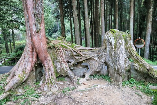 阿里山