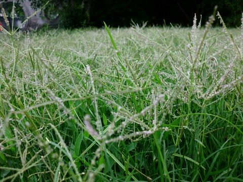草地