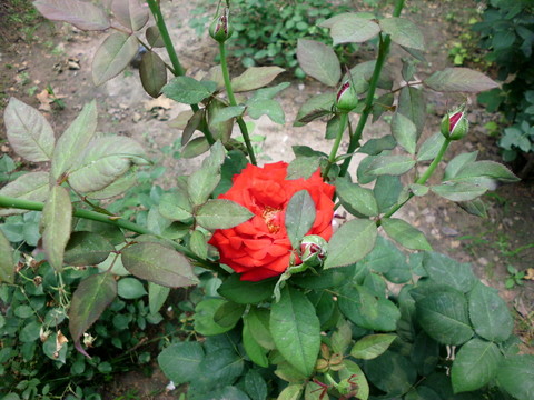 月季花