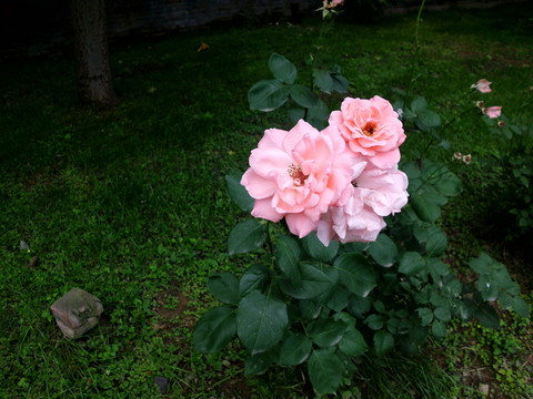 月季花