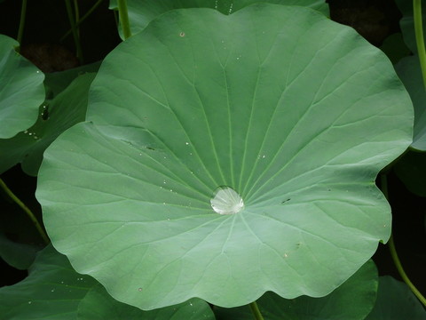 荷葉
