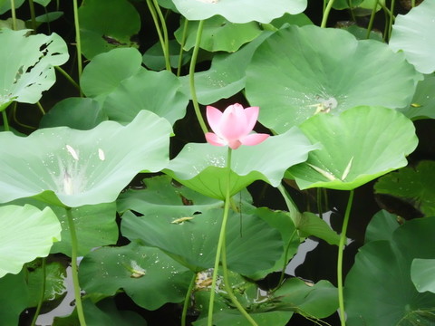 荷花