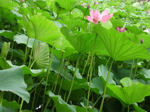 荷花