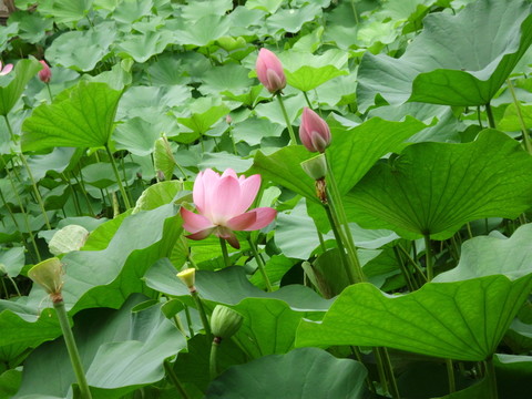 荷花