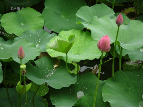 荷花