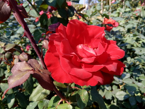 玫瑰花 紅色玫瑰花 玫瑰花開(kāi)