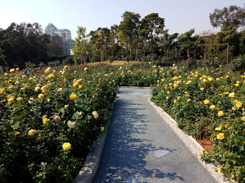 黃色玫瑰 玫瑰園 玫瑰種植