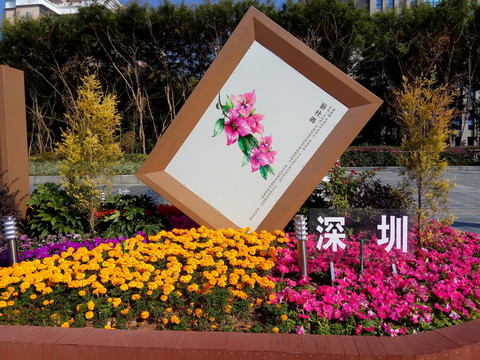 深州市花 簕杜鵑 園林景觀