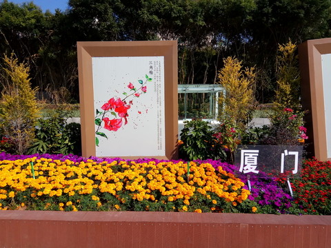 廈門市花 三角梅 園林景觀