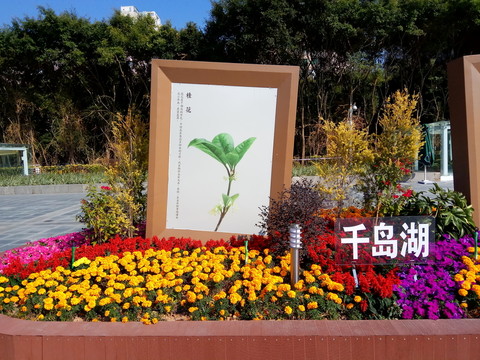 千島湖市花 桂花 園林景觀