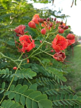 鮮花