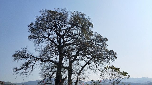 大樹(shù) 古樹(shù)